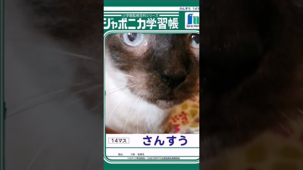 シャム猫#shorts #cat #シャムミックス #猫