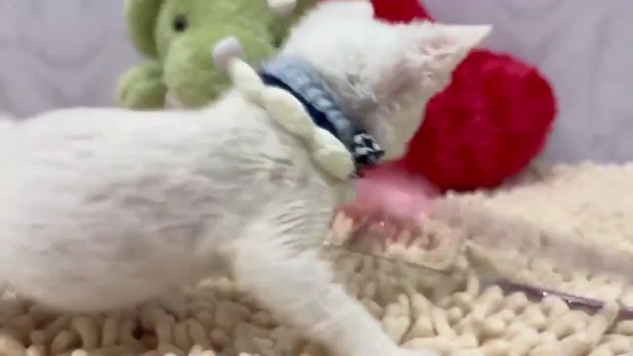 デボンレックス　♂ 12/24