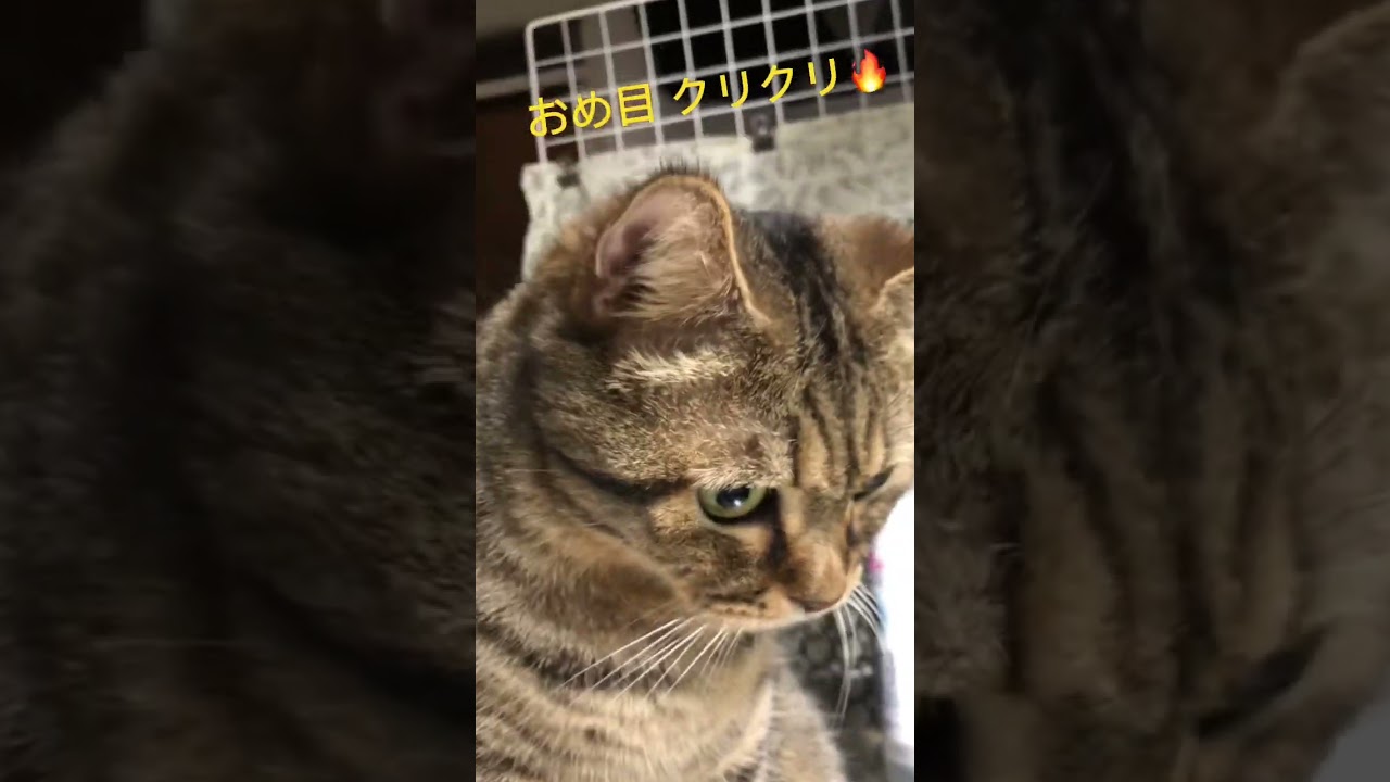 おめ目クリクリ猫っ🔥#cat #アメリカンショートヘア #猫のいる暮らし #イケニャンズ #ネコ#猫日本#世界