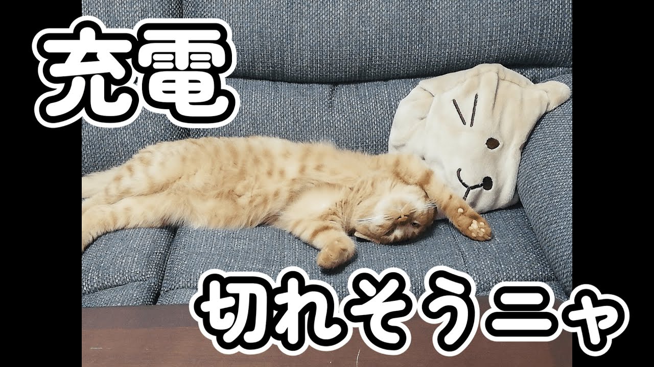 【OMOIDE-21】わずかな光を追い求める愛猫【スコティッシュフォールド】