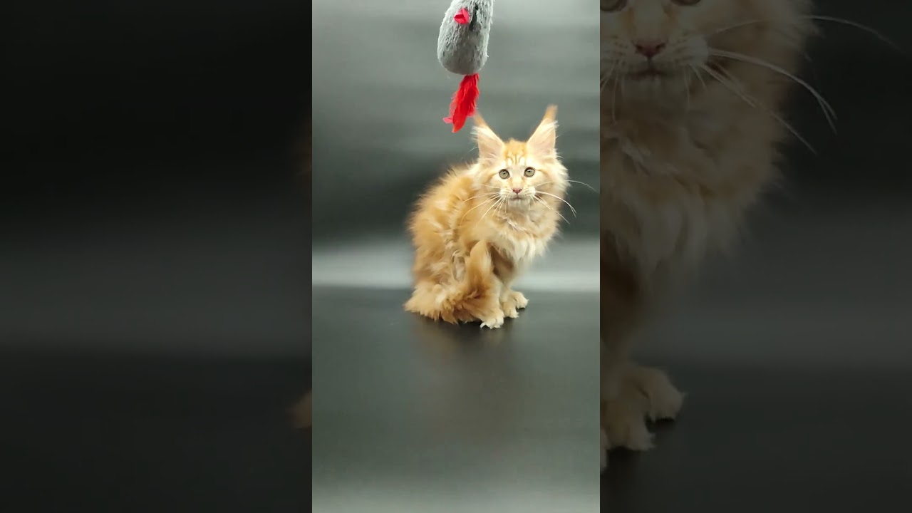 Dillya Red Maine Coon Female Kitten Available Now #mainecooncats  #mainecoonkittens