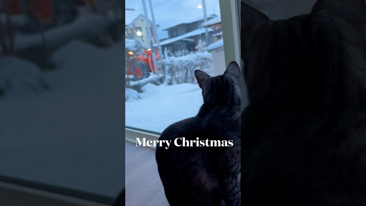 #メリークリスマス🎄 #merrychristmas🎄 #joyeuxnoel🎄 #除雪車 #egyptianmaucat #エジプシャンマウ #エジプシャンマウスモーク #shorts