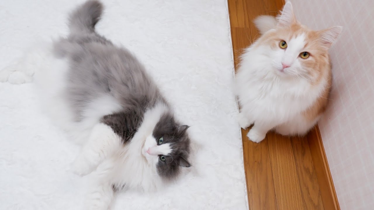 【癒し】もふ猫たちの、自由気ままな日常🩷ノルウェージャンフォレストキャットとターキッシュアンゴラ