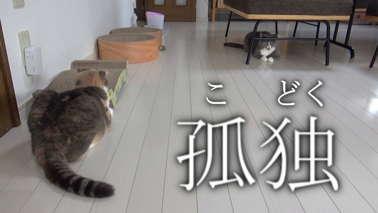 【悲しい…】スコティッシュフォールドがさ、大人になるってこういう事なんだな。もう過ぎた時間って取り戻せないんだな。