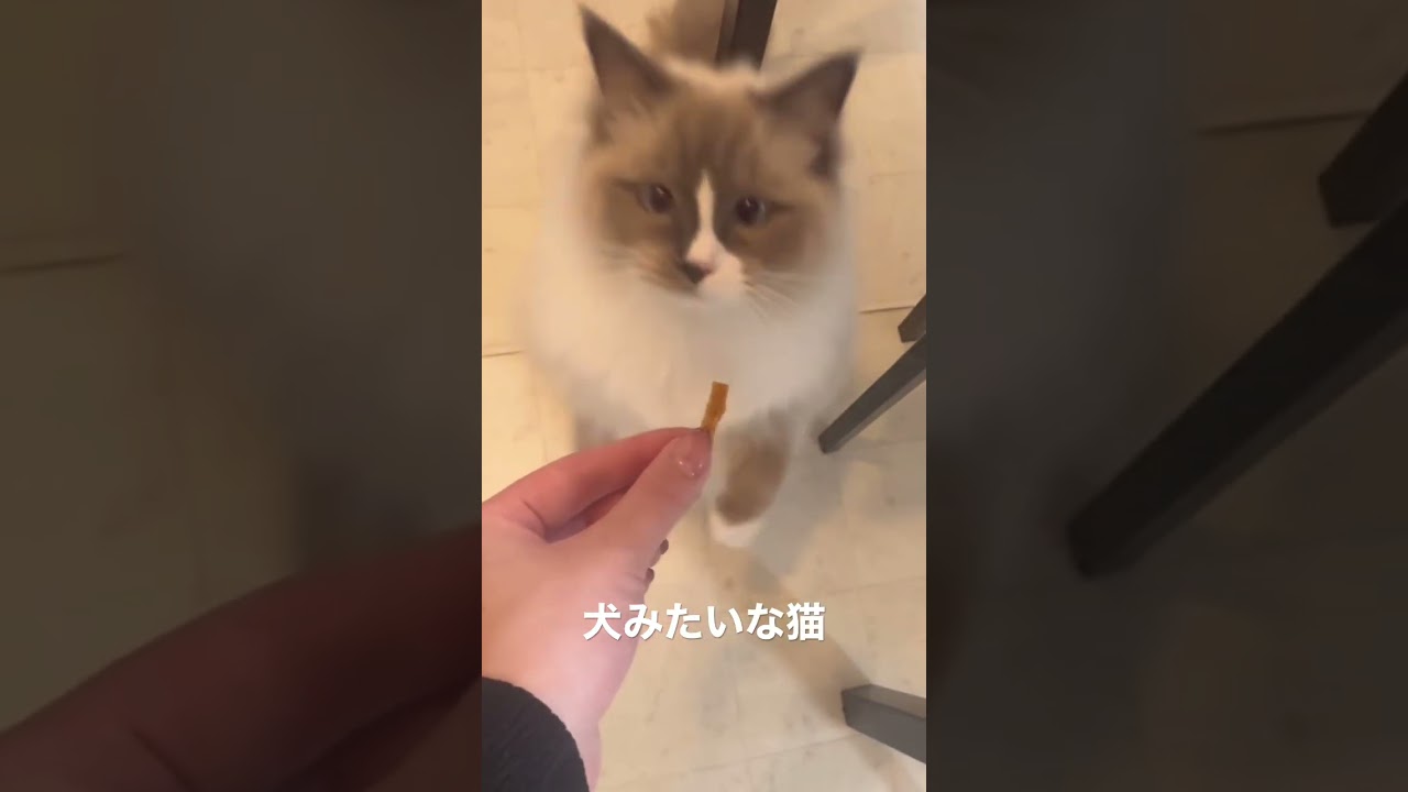 犬みたいな猫#shorts #猫 #猫動画 #ラグドール #cat #ragdoll
