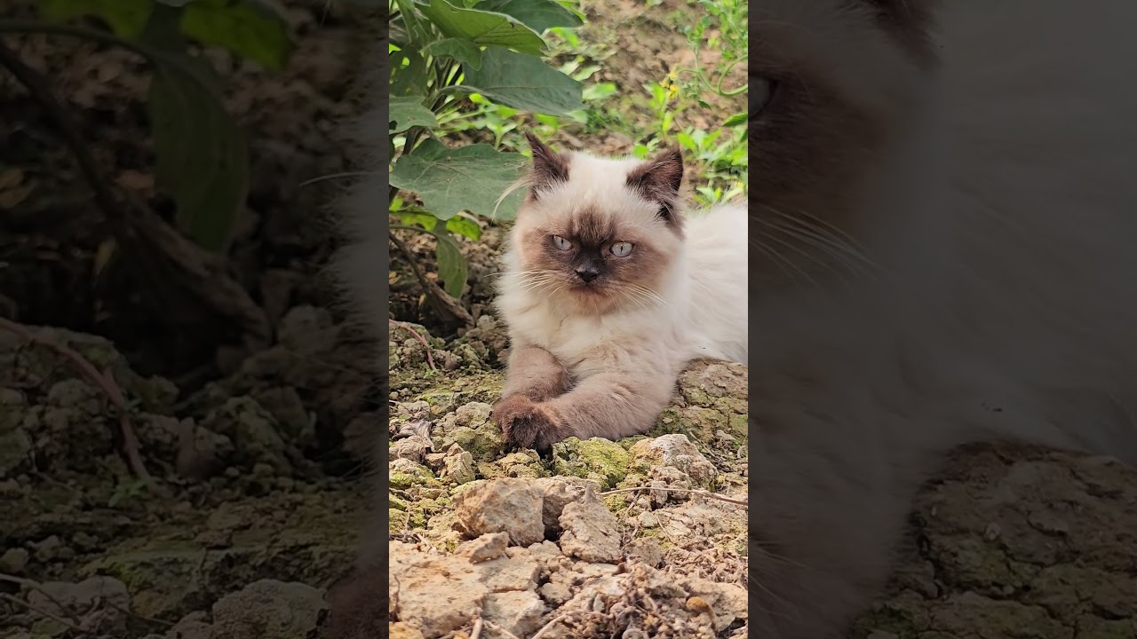 シャム猫のへそ天ポーズがかわいすぎる #シャム猫 #へそ天