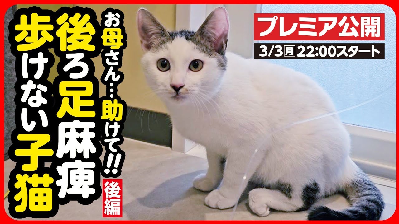 【子猫 保護】後ろ足麻痺の子猫をエンジンルームから救出！【後編】