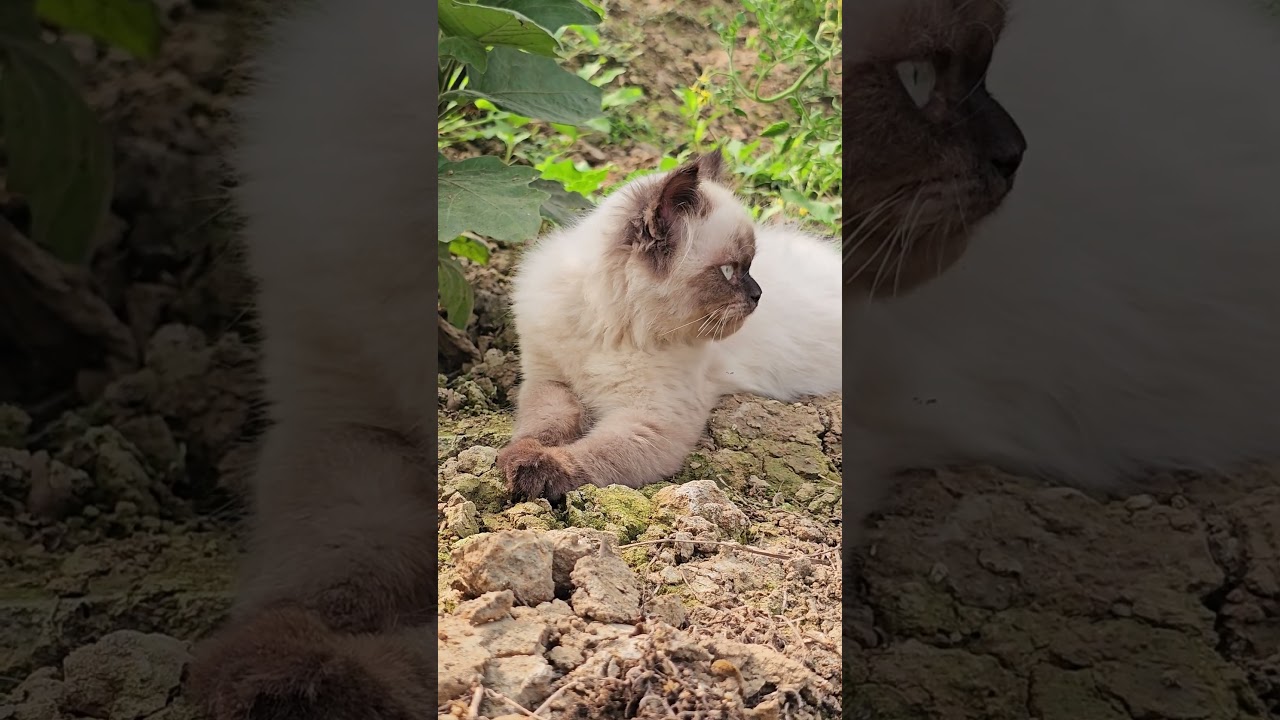 眠るシャム猫が天使みたい #シャム猫 #寝顔
