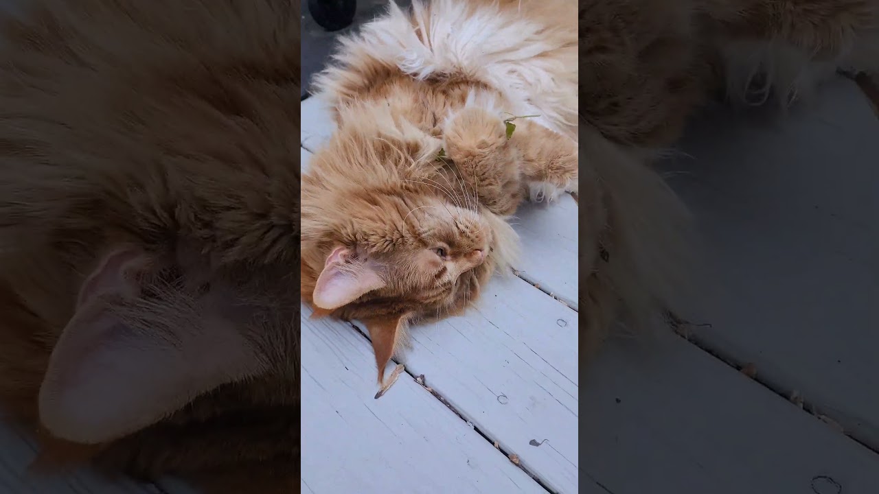 1st fresh catnip of the year for our giant fluffy maine coon  #catsofyoutube #catnip #cuteanimals