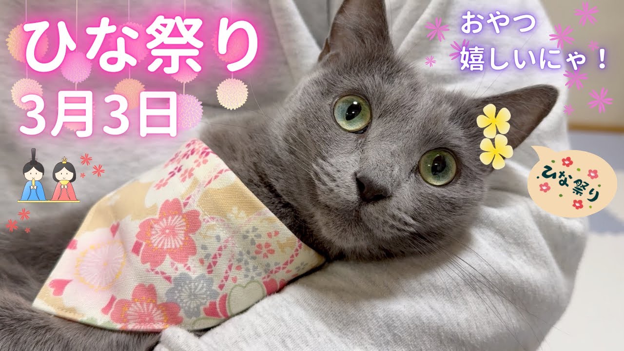 【猫ロシアンブルー】そらちゃんの ひな祭り〜2025ver〜