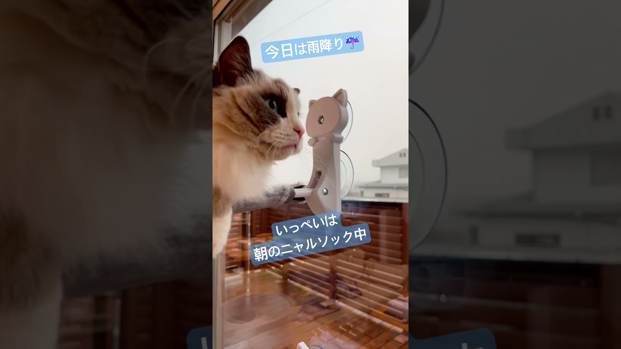 真面目に朝のニャルソックだニャ🐈#ラグドール #猫好きさんと繋がりたい #猫のいる暮らし
