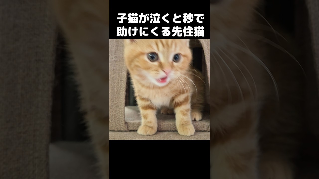 子猫が泣くと秒で助けにくる先住猫がこちら...#shorts
