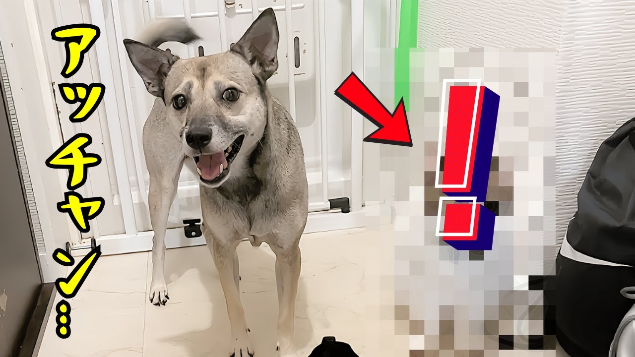 散歩中に似てる猫を見つけました！アッチャンが衝撃的な行動に...