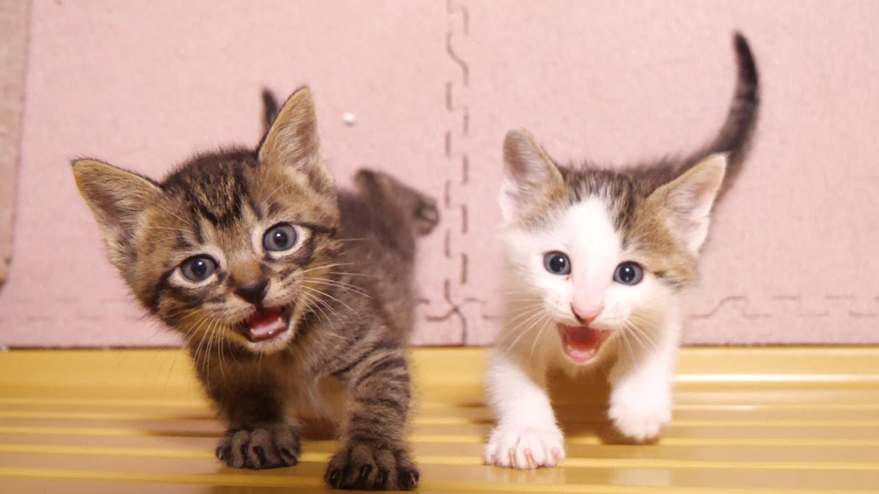 ご飯が待ちきれないニャーニャー隊が部屋を脱出しようと試みる【赤ちゃん猫　保護猫】