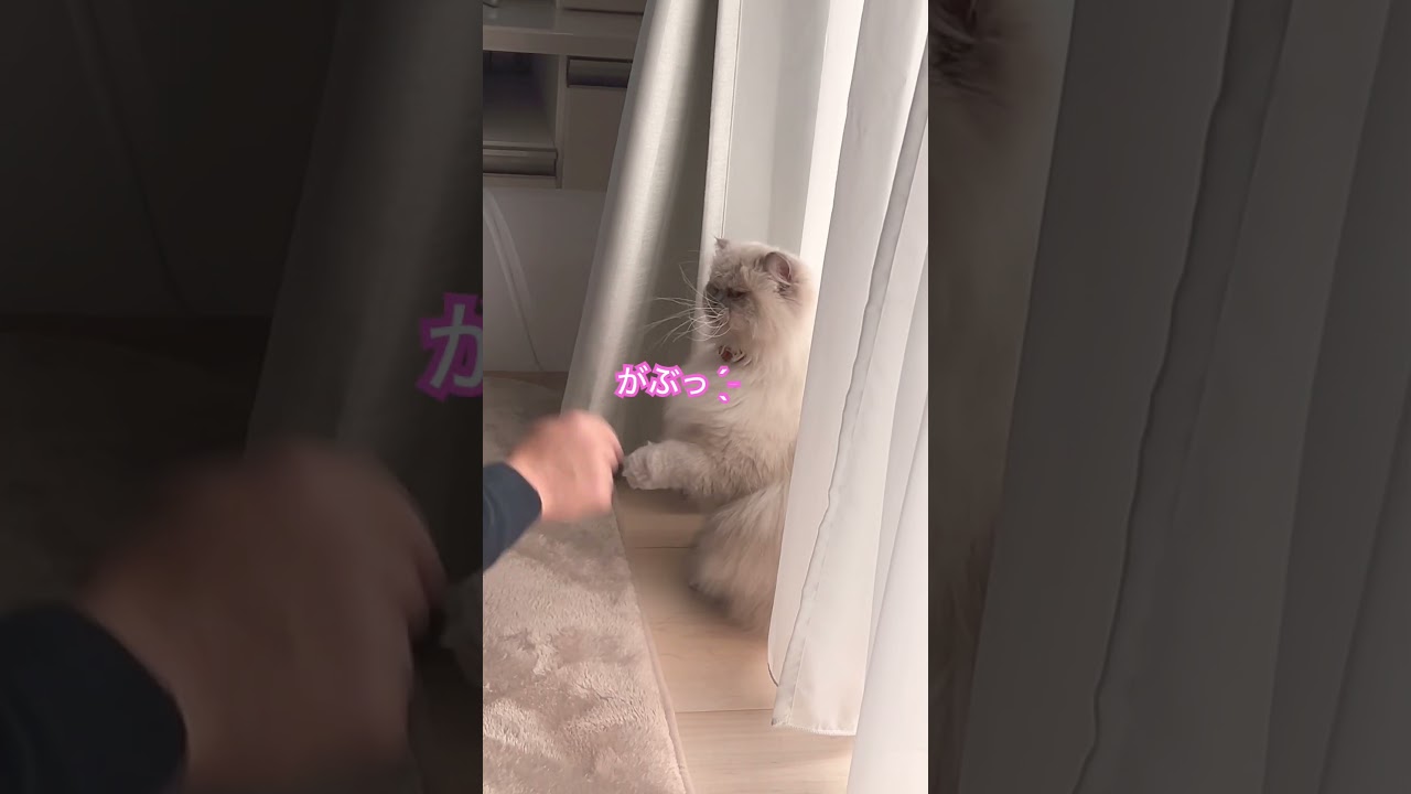 パパと遊ぼっ🐈😂 #shorts #うちのにゃんこ #ヒマラヤン #マーベル #cat #ねこ #かわいい