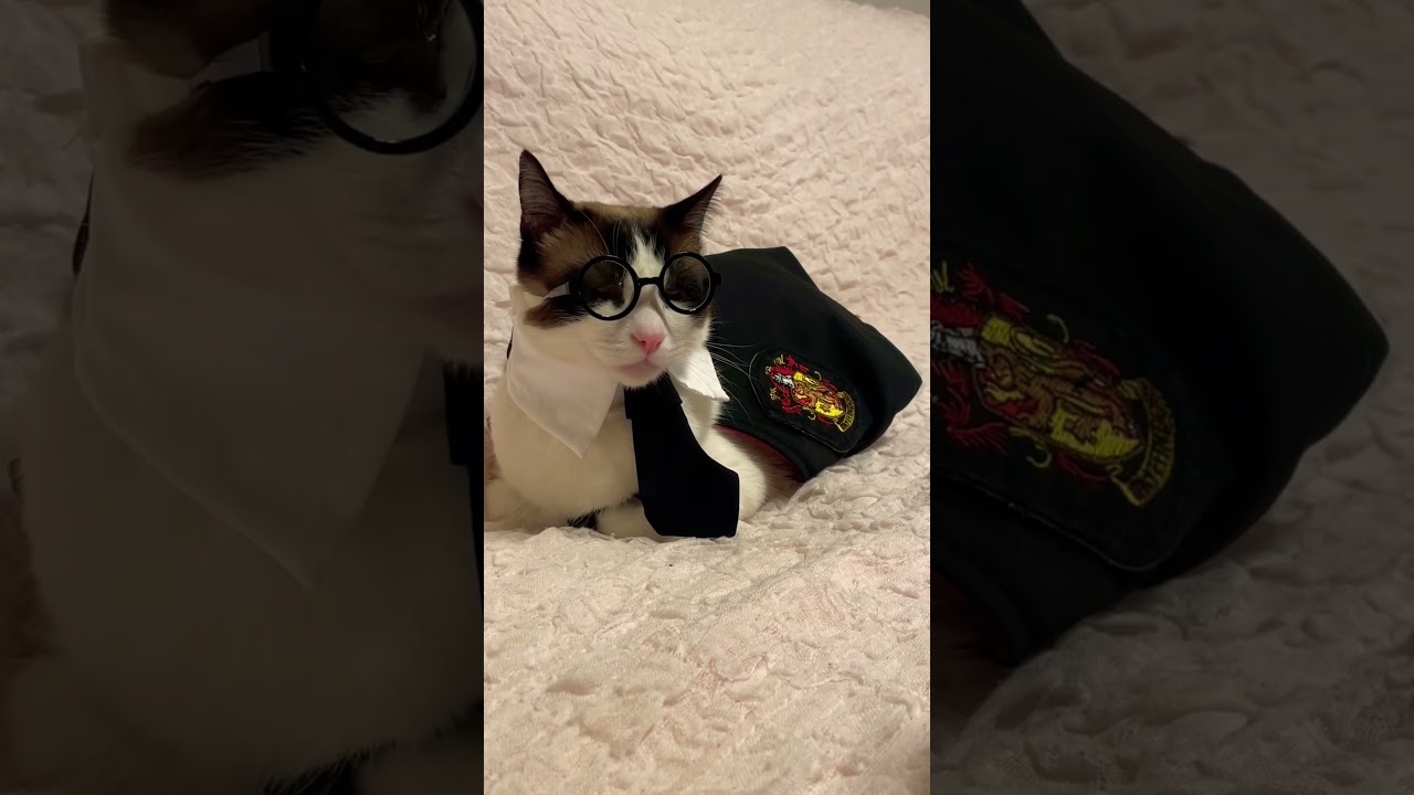 ハリーポッターコスプレをしたスノーシュー猫はご褒美に何をもらったの？ #shorts #Harry Potter #funny