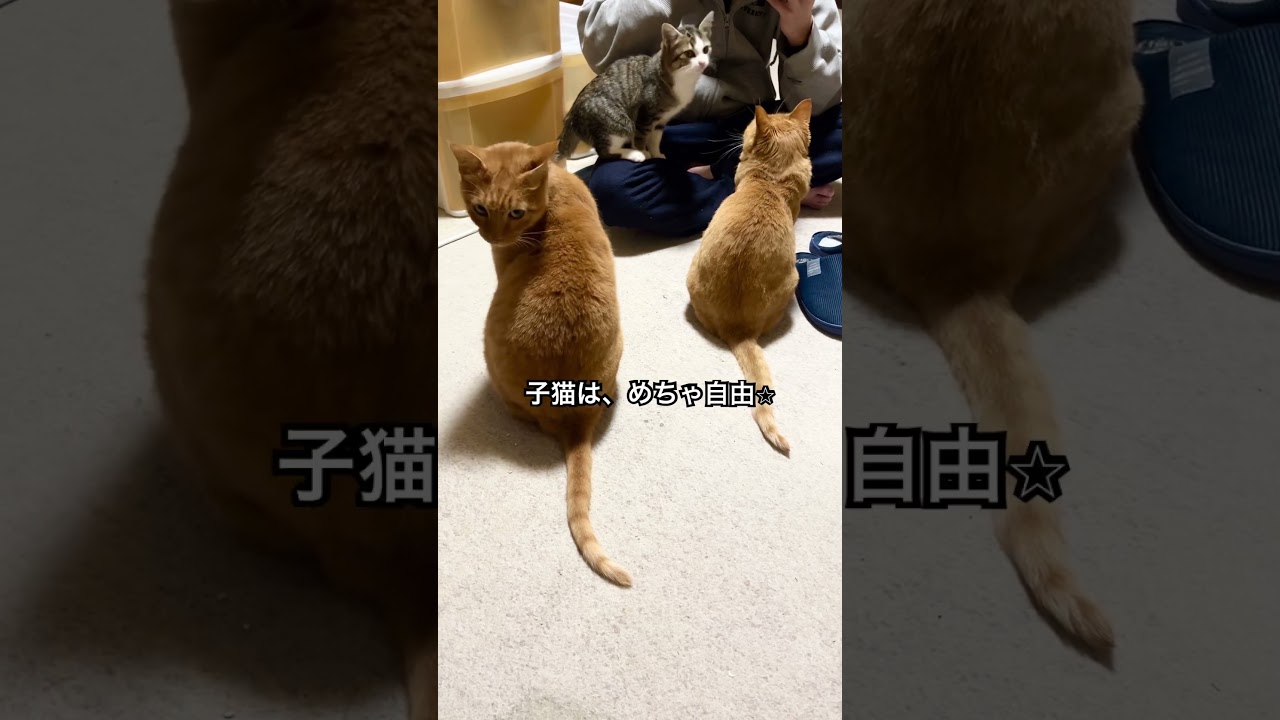 ニンゲンの残飯チェックする大食い猫　#cat #かわいい子猫