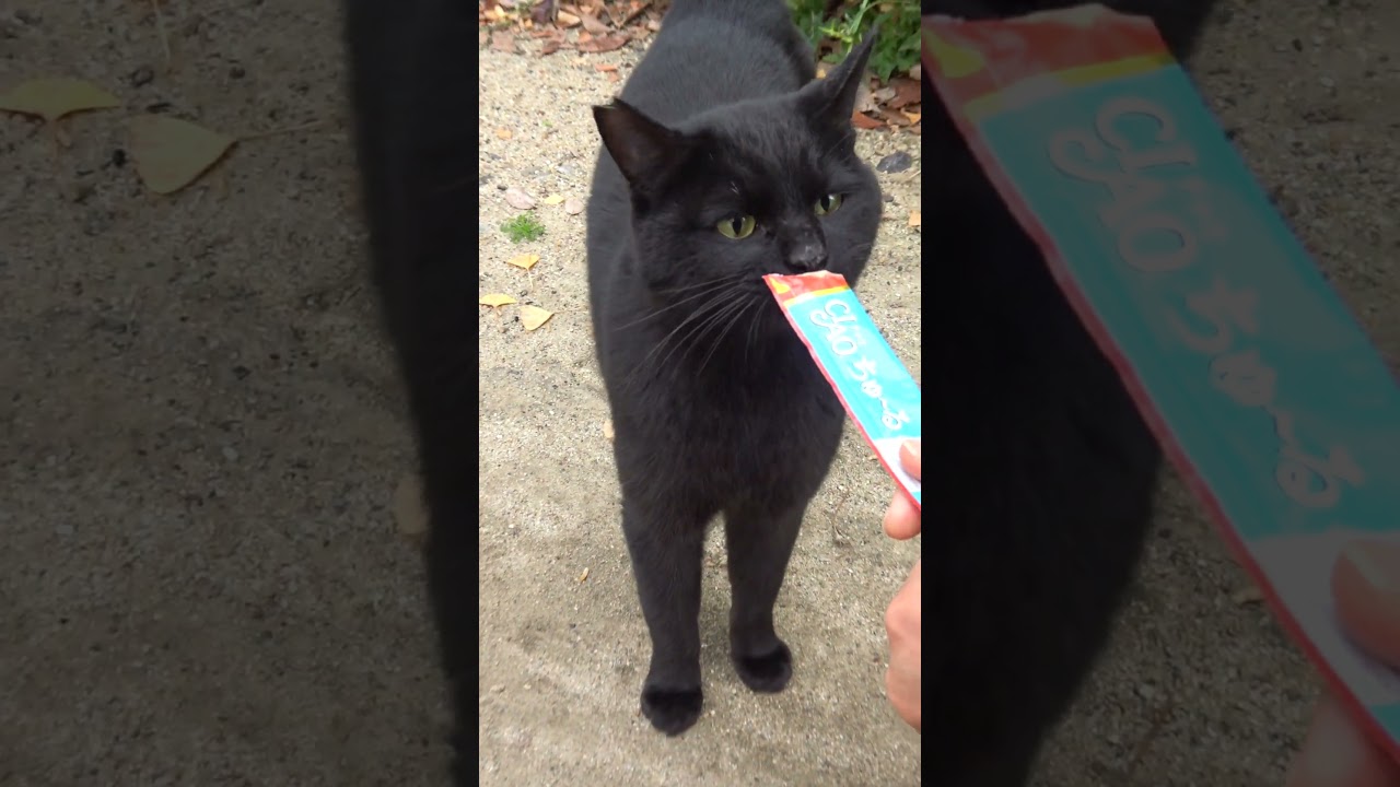 こんな黒猫見たことない！たぶんアメリカ原産のボンベイじゃない？大きな体・長い尻尾・細かな毛並み😅😻　Is this cat Bombay?😅😻　#shorts #cat #保護猫 #野良猫 #ネコ