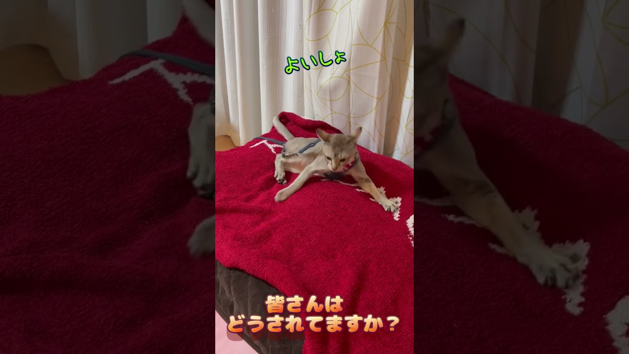 盗み食い防止に　#shorts #cat #シンガプーラ #chat #cute #funny #ねこ #ショート