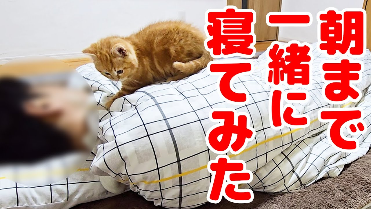 子猫と朝まで一緒に寝てみたら…