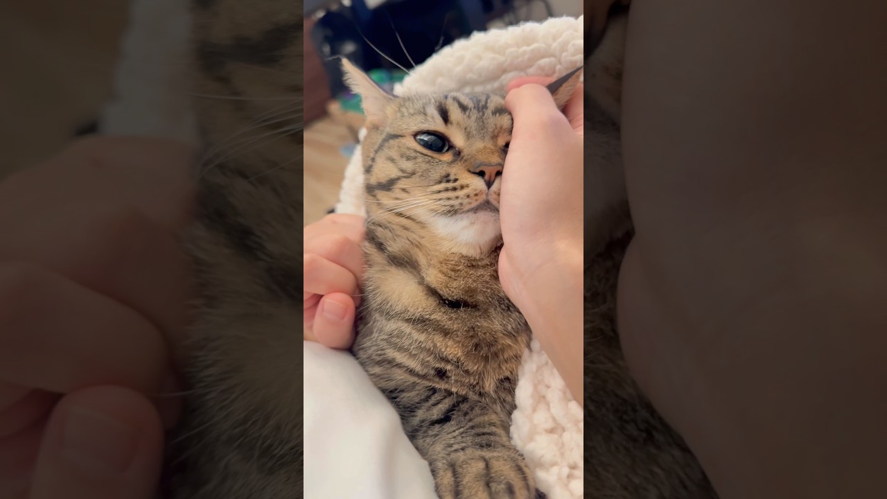 ママの手の温もりで眠る猫が天使すぎる!! #shorts #猫 #cat