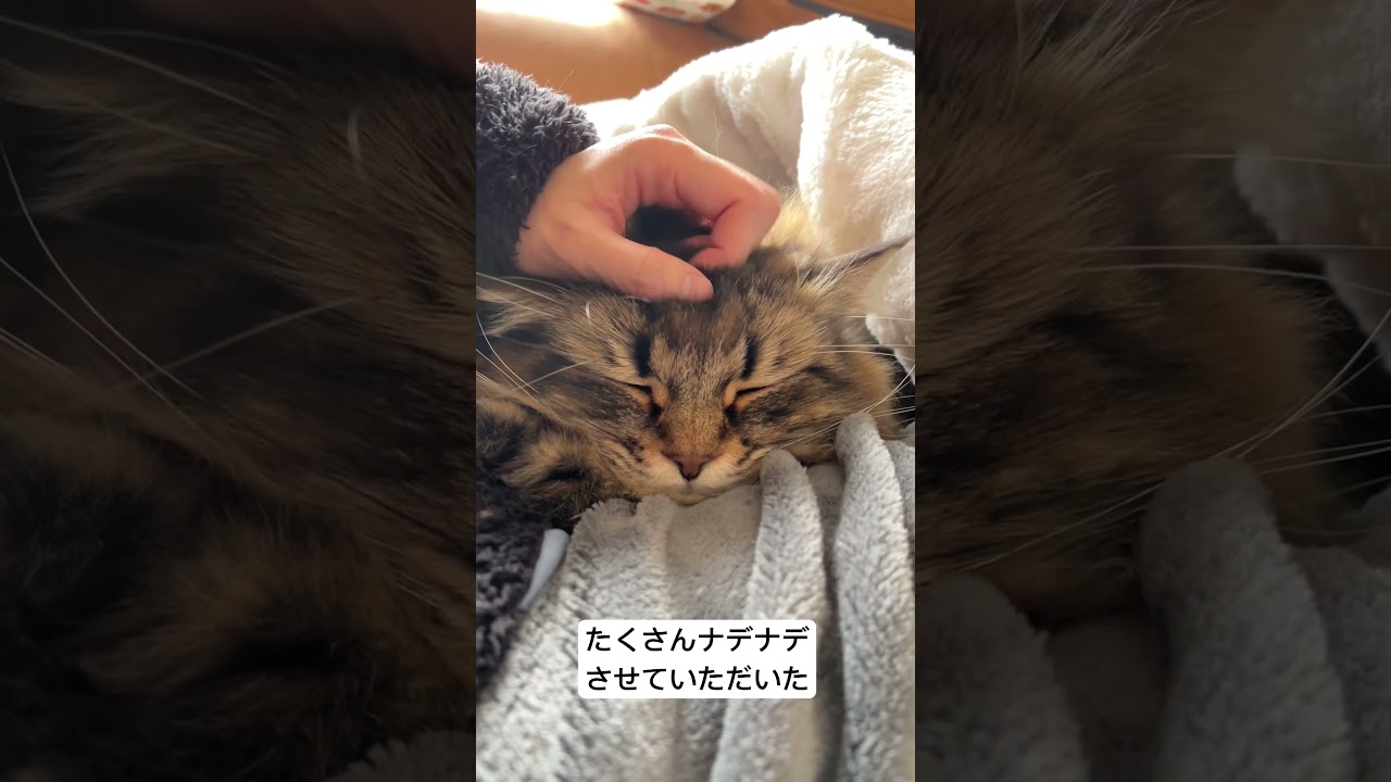 たくさんナデナデサタデー#猫 #サイベリアン