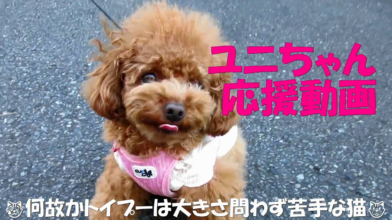 目指せモモ20歳～大きくても小さくてもトイプーが苦手なノルウェージャンフォレストキャット/ティーカッププードルユニちゃんに起きた悲劇