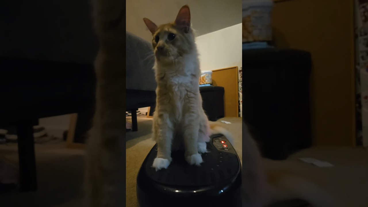 Maine Coon on a vibration exercise pad