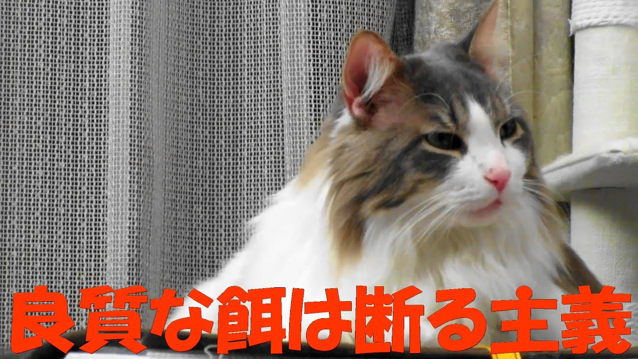 目指さなくていい好き嫌い猫モモ20歳～ミルクの「おやつだけが好き😻🎵」～6:07～久々の日本酒コーナー/次回次々回予告編付き