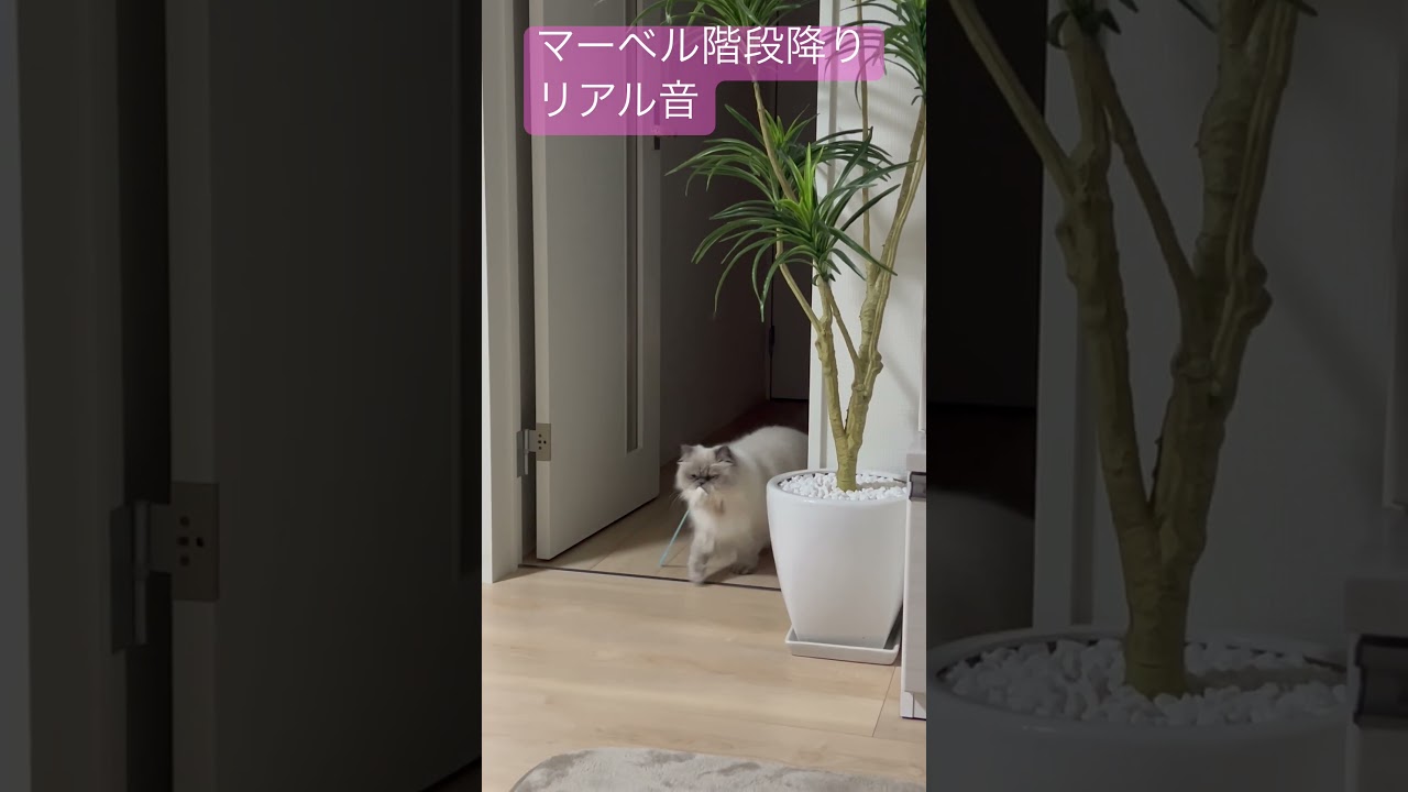 ヒマラヤンのマーベルがおもちゃ持って降りるリアル音🐈 #shorts #うちのにゃんこ #ヒマラヤン #cat #マーベル #ねこ #かわいい