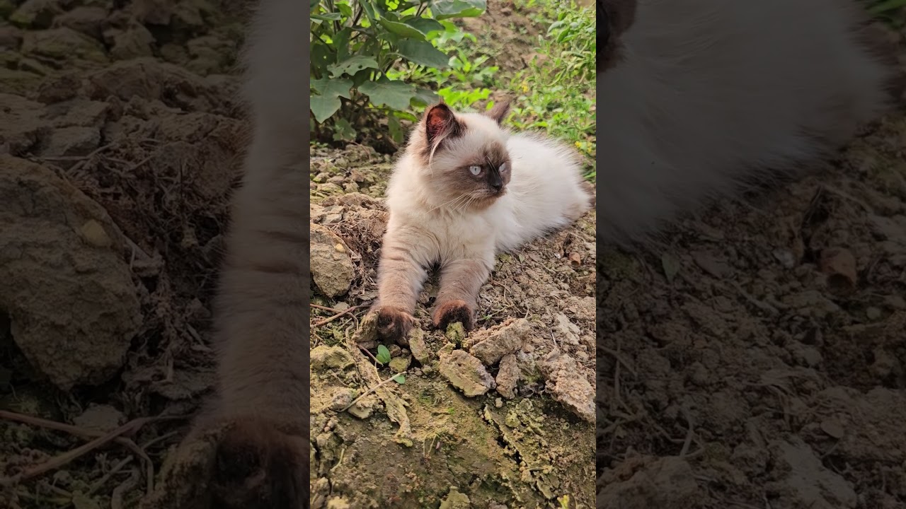まるでぬいぐるみ！ふわふわシャム猫 #シャム猫 #ふわふわ