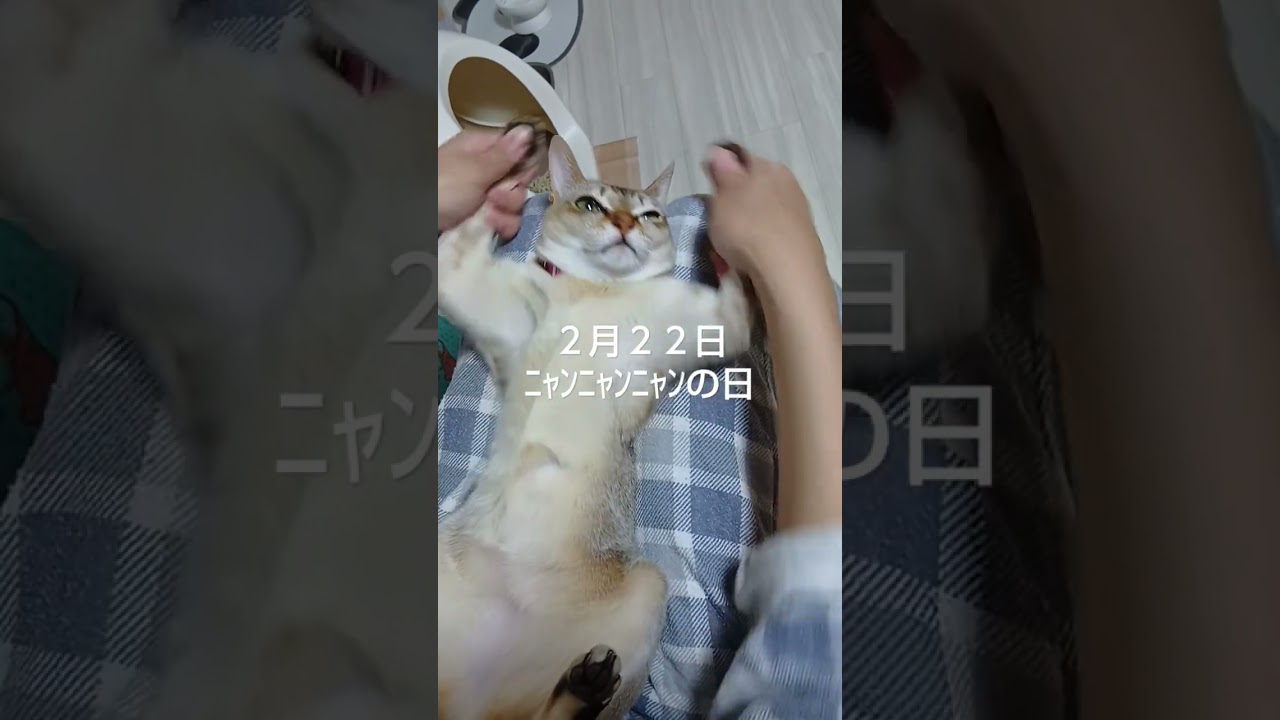 猫の日ニャンニャンニャンなシンガプーラ