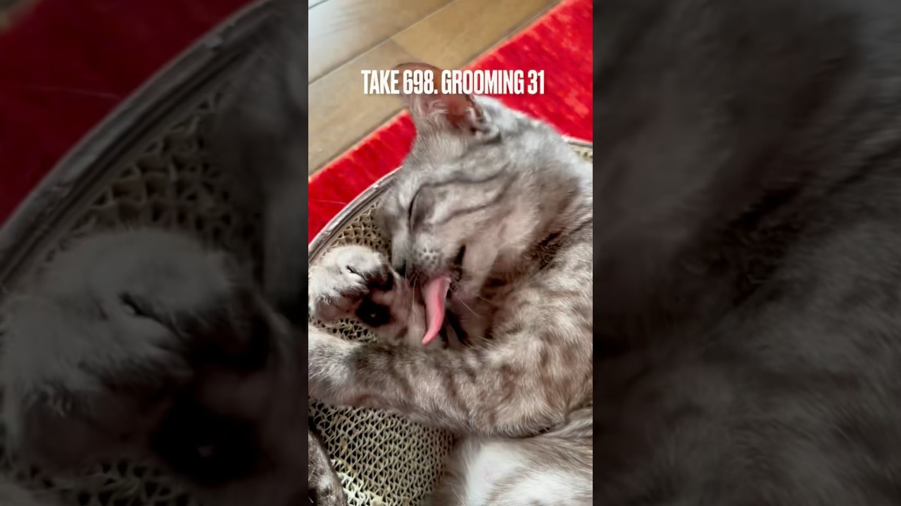 #グルーミング タイムにゃ❗️丁寧に洗顔するにゃ‼️ #egyptianmaucat #エジプシャンマウの仲間たち #grooming #平和な日常 #shorts #猫の舌 #cat #綺麗好き