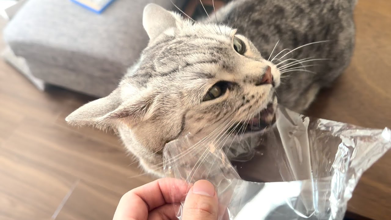 短足マンチカンはビニールを楽しみたいッ！！
