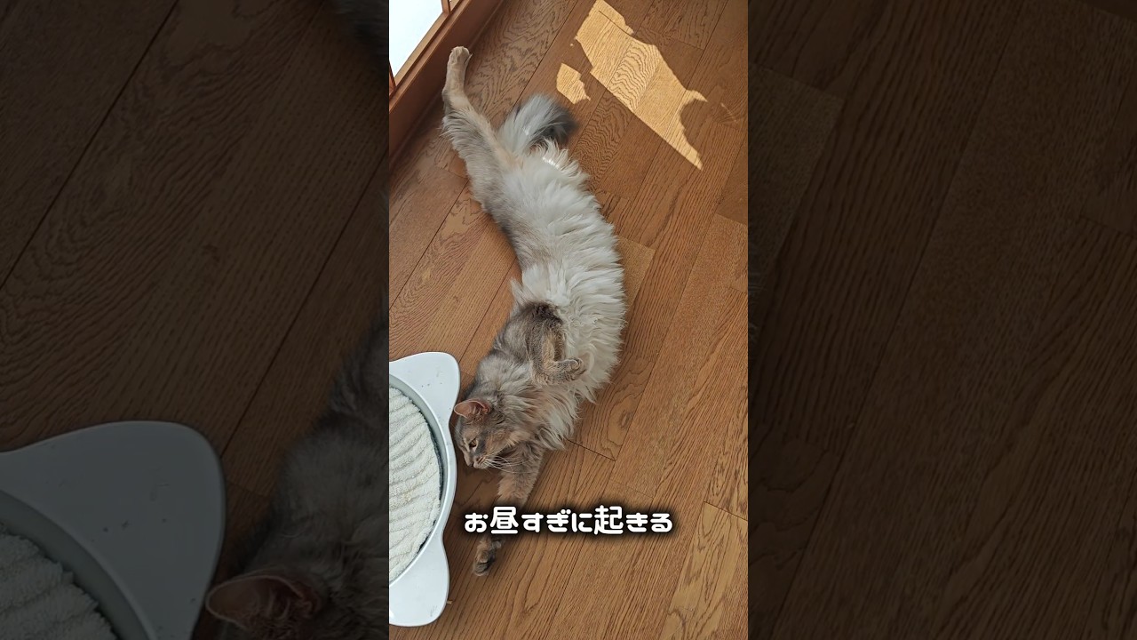 【猫動画】毎日忙しい(らしい)猫の1日　#cat  #cats #shorts #猫 #ねこ