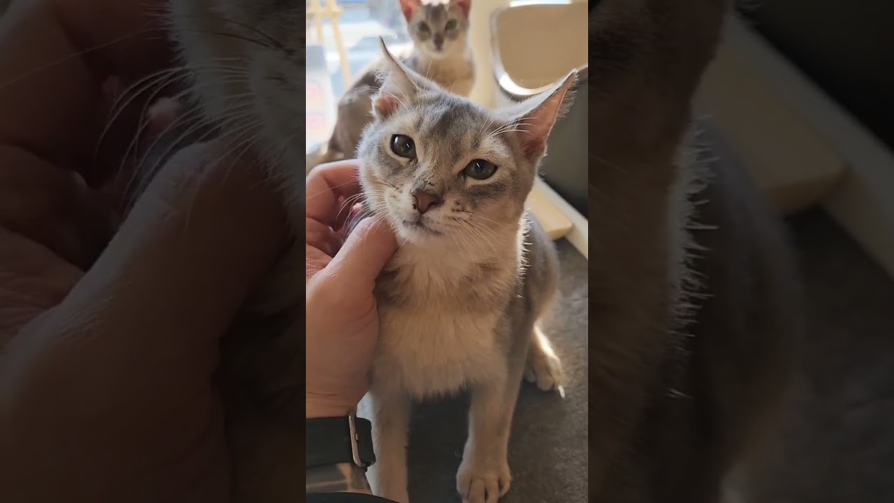 アビシニアン とっても甘えん坊で撫でられるのが大好き🐱💖