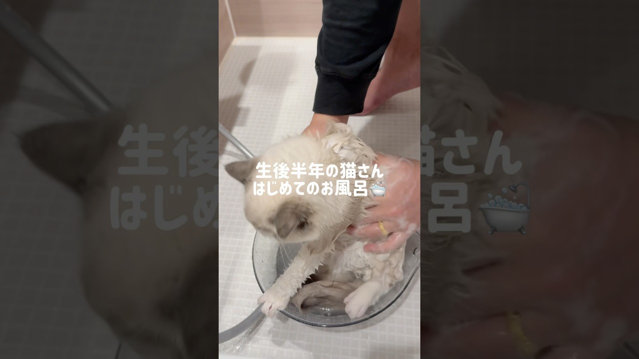 ハプニングだらけの初お風呂🐱🛁 #ラグドール#ラグドール子猫#ブルーポイントバイカラー#子猫#猫#猫のいる暮らし#猫のいる生活#ragdoll#cat#kitty#kitten#ねこのいる生活