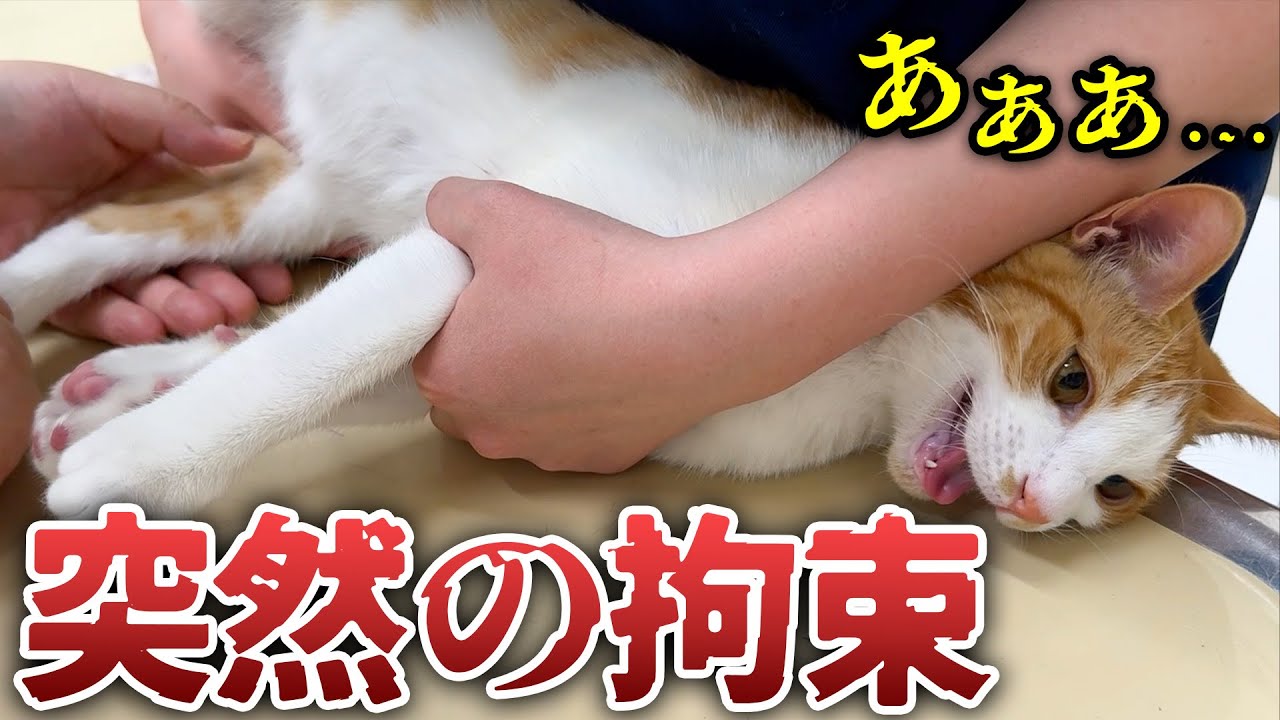 子猫を病院に連れて行ったらまさかの展開になってしまいました…