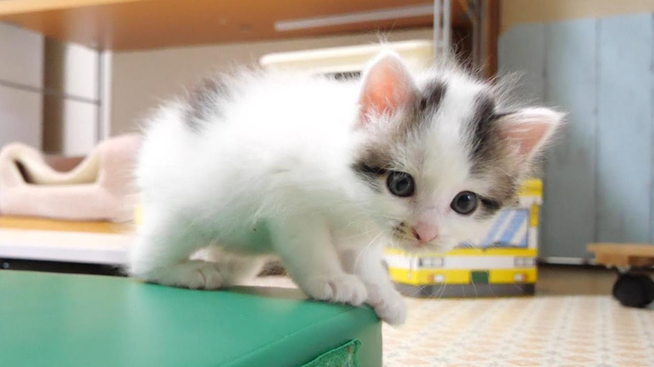 子猫達が家キャンプでテントを破壊しまくる？【赤ちゃん猫　保護猫】