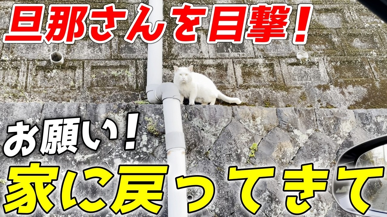 【衝撃】出張中の三毛母猫の旦那さんに「家に戻って」と言ってみた結果…笑[三毛母猫の旦那]
