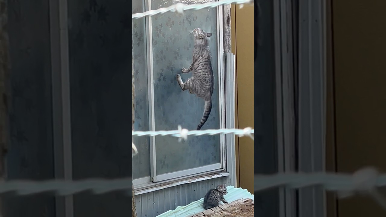 【子猫の奮闘】ガラス戸を一気に駆け上がる母猫に催促され、必死に登ろうとする子猫に感動【オリジナル曲】#shorts#cat#猫動画