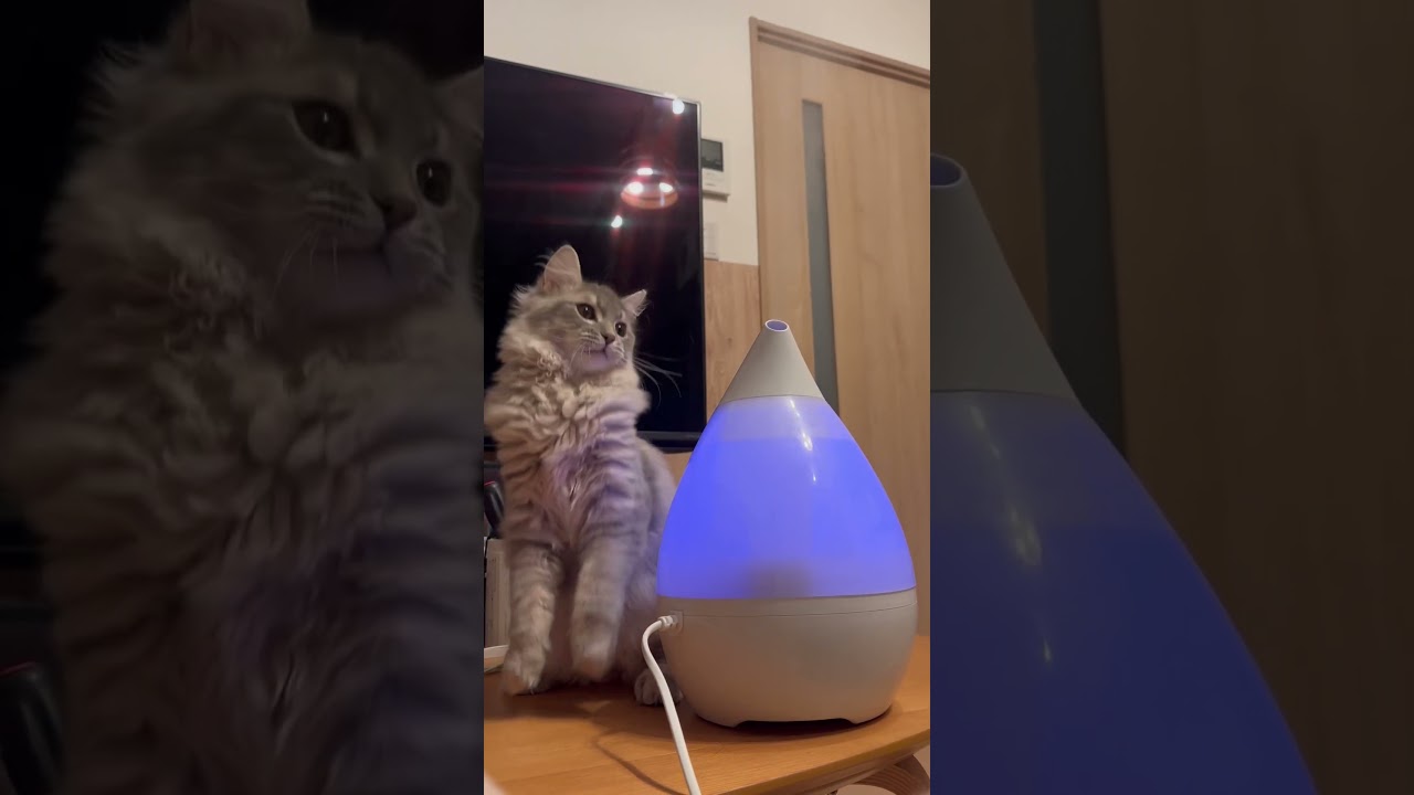 捕まえられない！加湿器の蒸気と戦う猫 #cat #サイベリアン