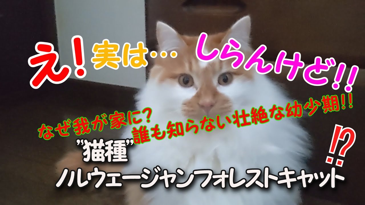 【koufukuファミリー】猫種…ごん、実はノルウェージャンフォレストキャット、しらんけど！！
