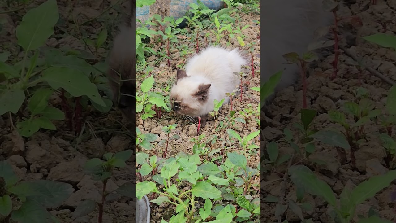 シャム猫のごはんタイムに大興奮 #シャム猫 #猫のごはん