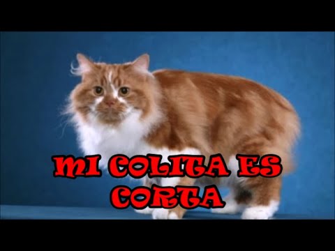 El Gato CYMRIC