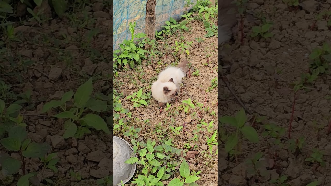 シャム猫のへそ天ポーズがかわいすぎる #シャム猫 #へそ天