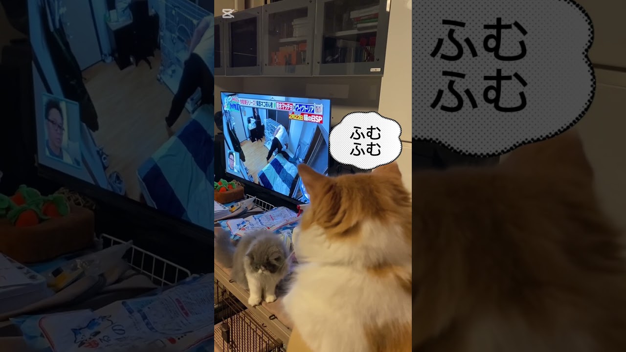 きなこ😸保護猫活動に関心をよせる