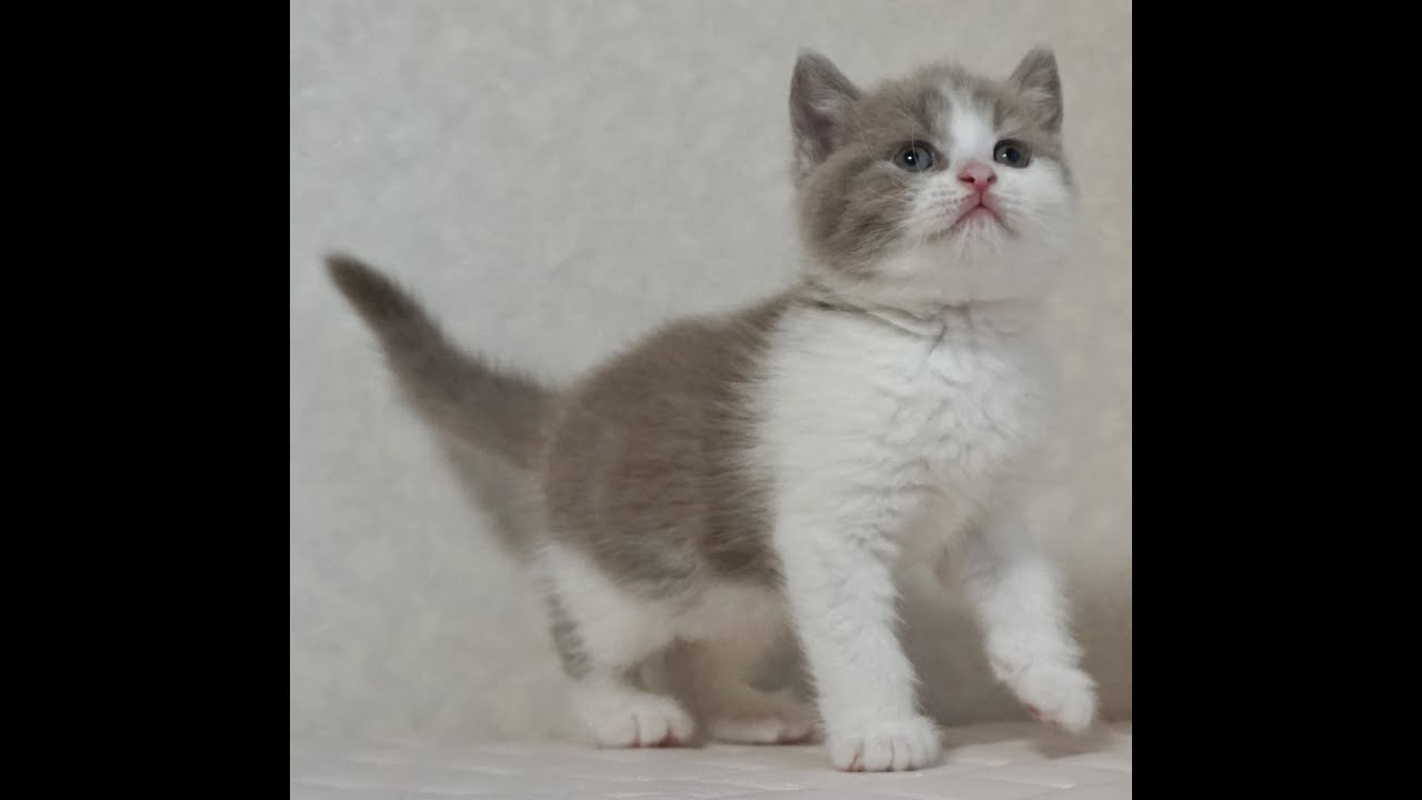 ブリティッシュショートヘアー子猫　British Shorthair　2025.1.21産まれ　ライラック＆ホワイト　男の子　シーダキャット猫のお店