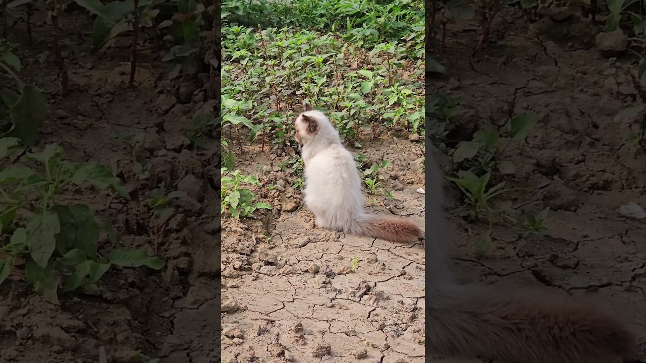 眠るシャム猫が天使みたい #シャム猫 #寝顔