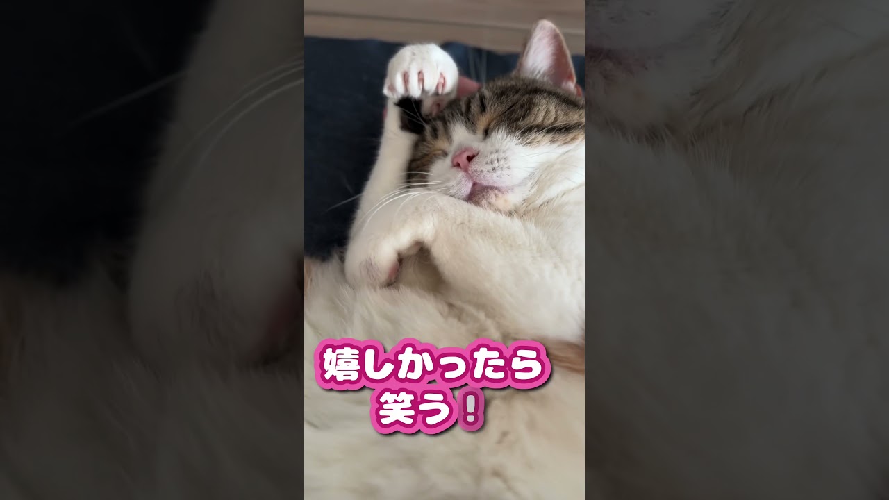 めるちゃんはマイペース #shorts #猫 #ねこ #三毛猫 #スコティッシュフォールド
